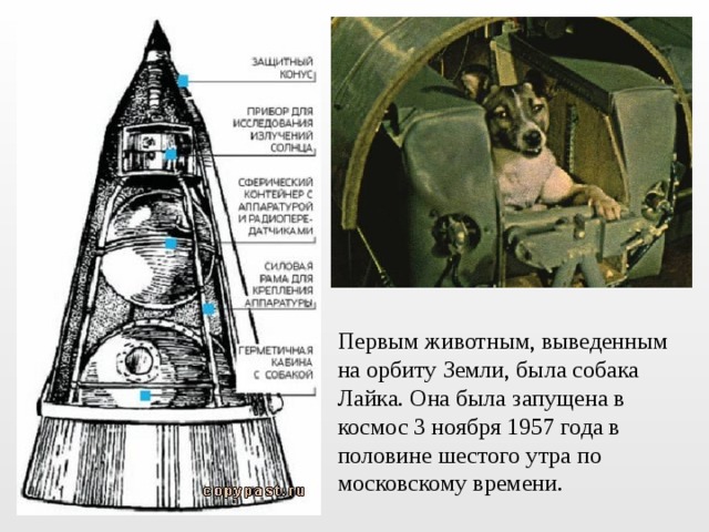 Первым животным, выведенным на орбиту Земли, была собака Лайка. Она была запущена в космос 3 ноября 1957 года в половине шестого утра по московскому времени. 