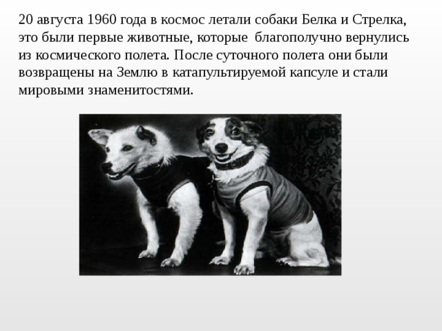 20 августа 1960 года в космос летали собаки Белка и Стрелка, это были первые животные, которые благополучно вернулись из космического полета. После суточного полета они были возвращены на Землю в катапультируемой капсуле и стали мировыми знаменитостями. 