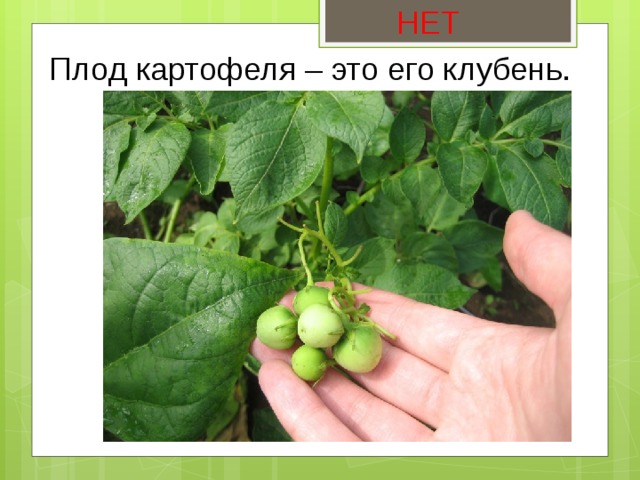 НЕТ Плод картофеля – это его клубень. 