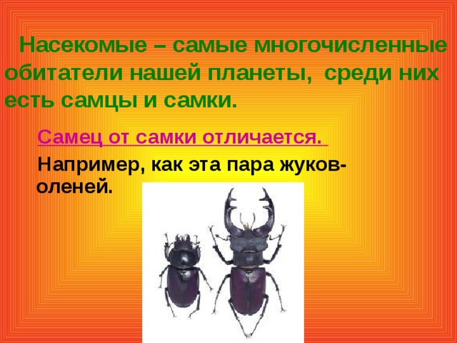 Насекомые – самые многочисленные обитатели нашей планеты, среди них есть самцы и самки.  Самец от самки отличается.   Например, как эта пара жуков-оленей.