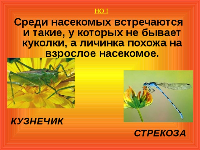 НО ! Среди насекомых встречаются и такие, у которых не бывает куколки, а личинка похожа на взрослое насекомое.        КУЗНЕЧИК СТРЕКОЗА