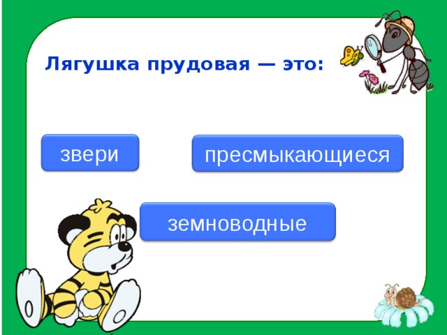 Лягушка прудовая — это:   звери пресмыкающиеся  земноводные
