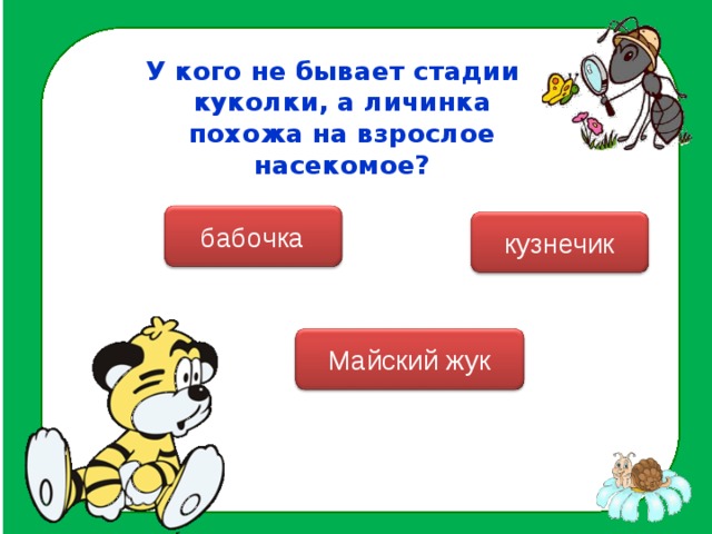 У кого не бывает стадии куколки, а личинка похожа на взрослое насекомое? бабочка кузнечик Майский жук