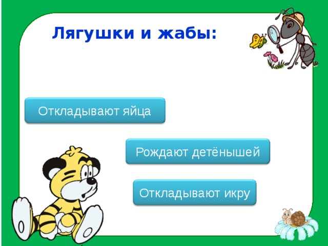 Лягушки и жабы: Откладывают яйца Рождают детёнышей Откладывают икру