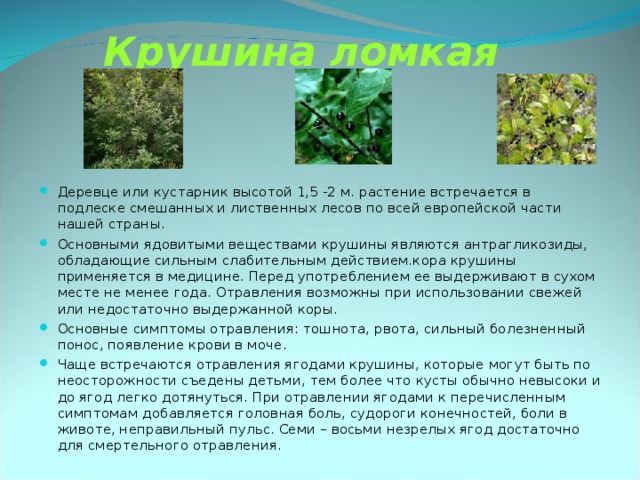 Крушина ломкая Деревце или кустарник высотой 1,5 -2 м. растение встречается в подлеске смешанных и лиственных лесов по всей европейской части нашей страны. Основными ядовитыми веществами крушины являются антрагликозиды, обладающие сильным слабительным действием.кора крушины применяется в медицине. Перед употреблением ее выдерживают в сухом месте не менее года. Отравления возможны при использовании свежей или недостаточно выдержанной коры. Основные симптомы отравления: тошнота, рвота, сильный болезненный понос, появление крови в моче. Чаще встречаются отравления ягодами крушины, которые могут быть по неосторожности съедены детьми, тем более что кусты обычно невысоки и до ягод легко дотянуться. При отравлении ягодами к перечисленным симптомам добавляется головная боль, судороги конечностей, боли в животе, неправильный пульс. Семи – восьми незрелых ягод достаточно для смертельного отравления. 
