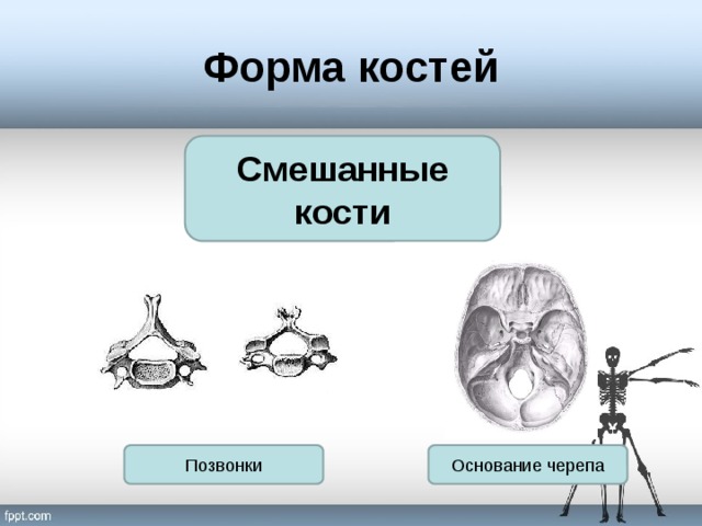 Форма костей Смешанные кости Основание черепа Позвонки 