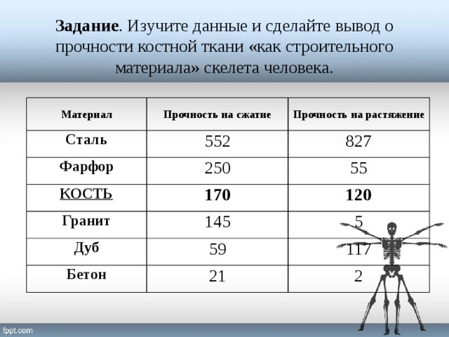 Задание . Изучите данные и сделайте вывод о прочности костной ткани «как строительного материала» скелета человека. Материал Прочность на сжатие Сталь Прочность на растяжение 552 Фарфор 250 827 КОСТЬ Гранит 170 55 145 120 Дуб 5 59 Бетон 21 117 2 