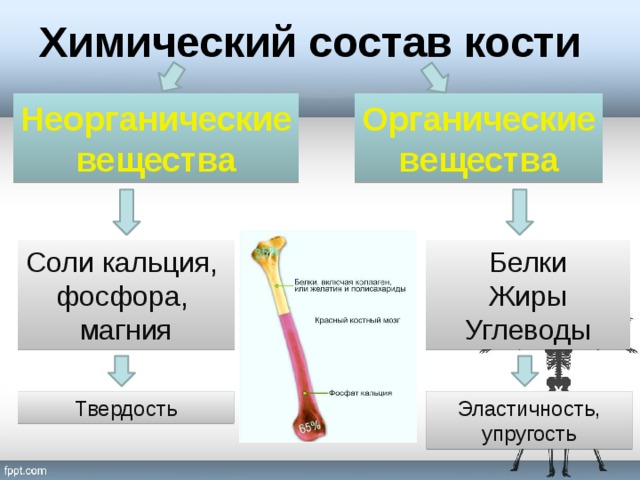 Химический состав кости Неорганические Органические вещества вещества Соли кальция, Белки Жиры фосфора, Углеводы магния Твердость Эластичность, упругость 