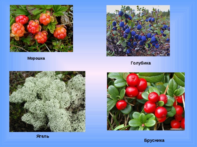 Морошка Голубика Ягель Брусника 