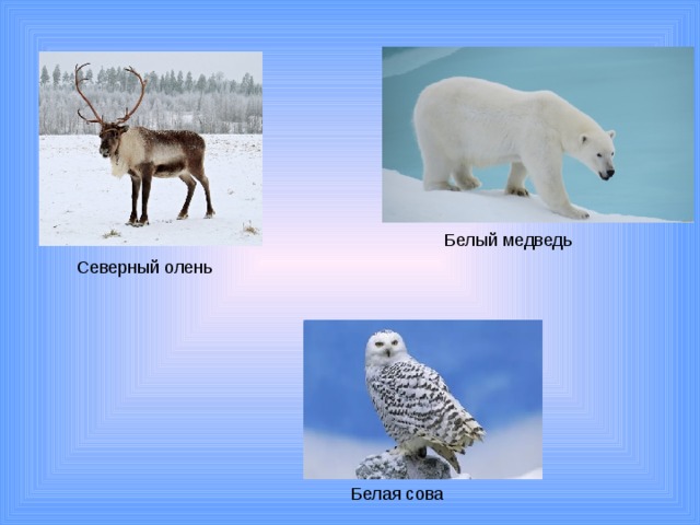 Белый медведь Северный олень Белая сова 