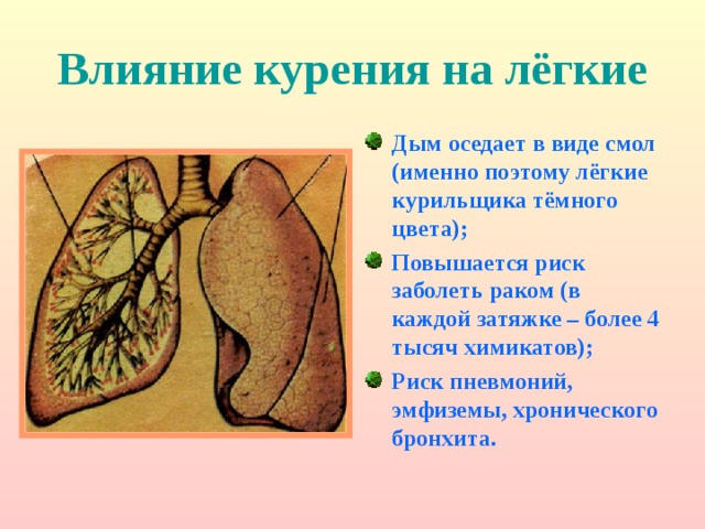 Влияние курения на лёгкие Дым оседает в виде смол (именно поэтому лёгкие курильщика тёмного цвета); Повышается риск заболеть раком (в каждой затяжке – более 4 тысяч химикатов); Риск пневмоний, эмфиземы, хронического бронхита.  