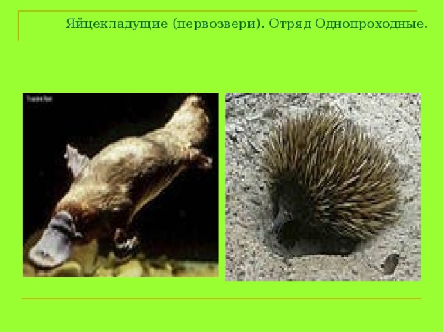 Яйцекладущие (первозвери). Отряд Однопроходные. 