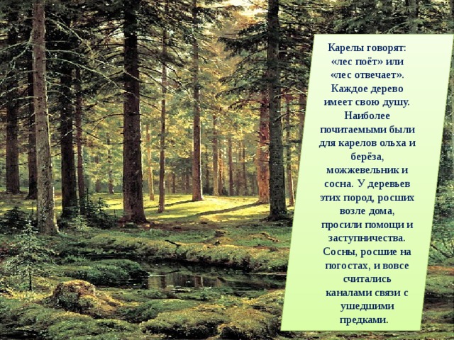 Карелы говорят: «лес поёт» или «лес отвечает». Каждое дерево имеет свою душу. Наиболее почитаемыми были для карелов ольха и берёза, можжевельник и сосна. У деревьев этих пород, росших возле дома, просили помощи и заступничества. Сосны, росшие на погостах, и вовсе считались каналами связи с ушедшими предками . 