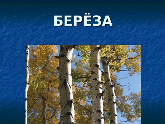 БЕРЁЗА 