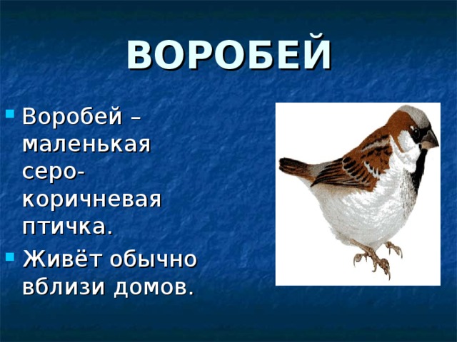 ВОРОБЕЙ Воробей – маленькая серо-коричневая птичка. Живёт обычно вблизи домов. 
