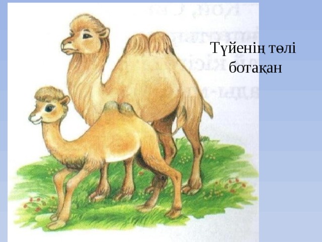 Түйенің төлі ботақан 