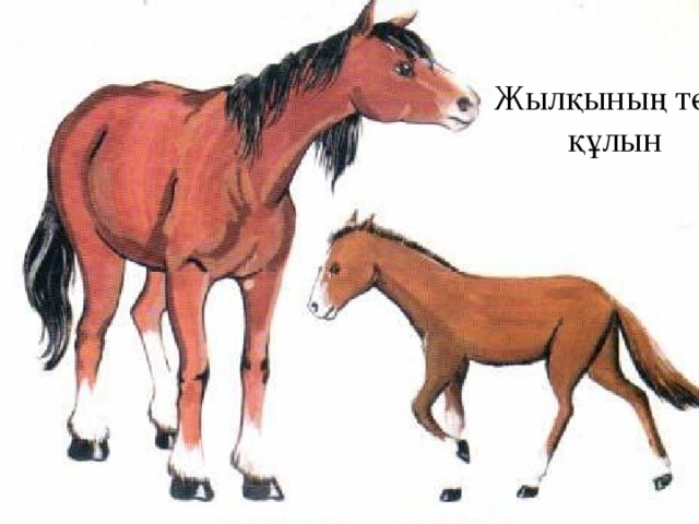 Жылқының төлі құлын 