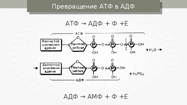 Превращение АТФ в АДФ АТФ → АДФ + Ф +Е АДФ → АМФ + Ф +Е 