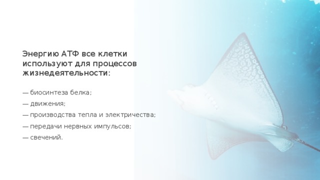 Энергию АТФ все клетки используют для процессов жизнедеятельности: — биосинтеза белка; — движения; — производства тепла и электричества; — передачи нервных импульсов; — свечений. 