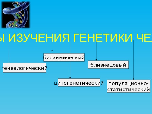МЕТОДЫ ИЗУЧЕНИЯ ГЕНЕТИКИ ЧЕЛОВЕКА биохимический близнецовый генеалогический цитогенетический популяционно- статистический
