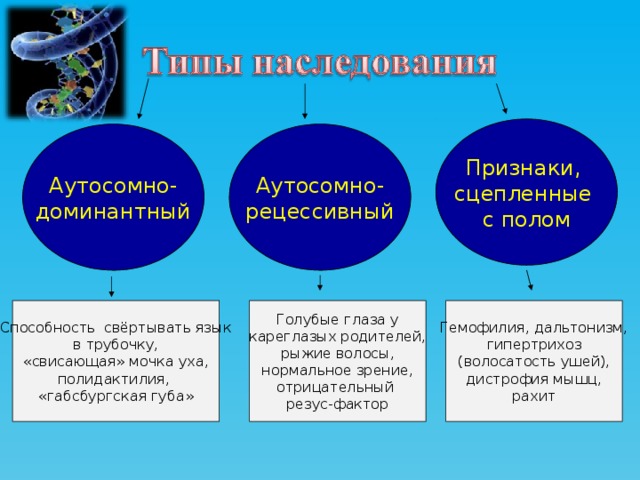 Признаки, сцепленные с полом Аутосомно- Аутосомно- рецессивный доминантный Голубые глаза у Способность свёртывать язык Гемофилия, дальтонизм, гипертрихоз кареглазых родителей, в трубочку, «свисающая» мочка уха, рыжие волосы, (волосатость ушей), нормальное зрение, полидактилия, дистрофия мышц, «габсбургская губа» отрицательный рахит резус-фактор