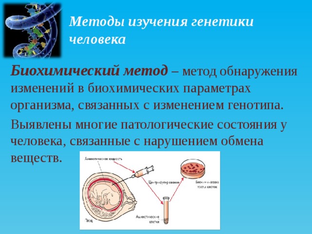 Методы изучения генетики человека Биохимический метод   – метод обнаружения изменений в биохимических параметрах организма, связанных с изменением генотипа. Выявлены многие патологические состояния у человека, связанные с нарушением обмена веществ.