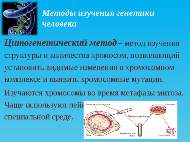 Методы изучения генетики человека Цитогенетический метод   – метод изучения структуры и количества хромосом, позволяющий установить видимые изменения в хромосомном комплексе и выявить хромосомные мутации. Изучаются хромосомы во время метафазы митоза. Чаще используют лейкоциты, выращенные в специальной среде.