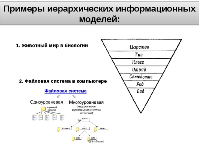 Примеры иерархических информационных моделей: 1. Животный мир в биологии 2 . Файловая система в компьютере 