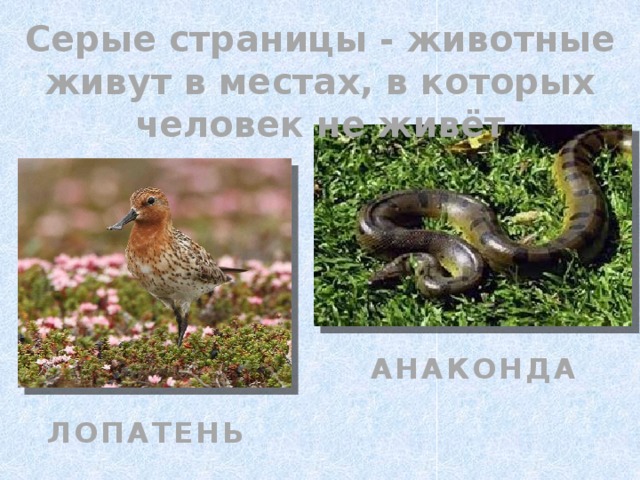 Серые страницы - животные живут в местах, в которых человек не живёт АНАКОНДА ЛОПАТЕНЬ 