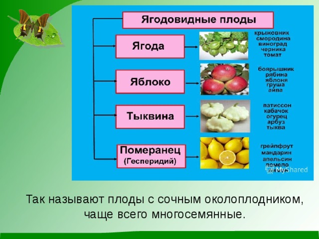 Так называют плоды с сочным околоплодником, чаще всего многосемянные. 