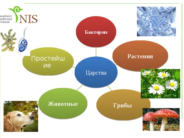 Бактерии Растения Простейшие Царства Животные Грибы 