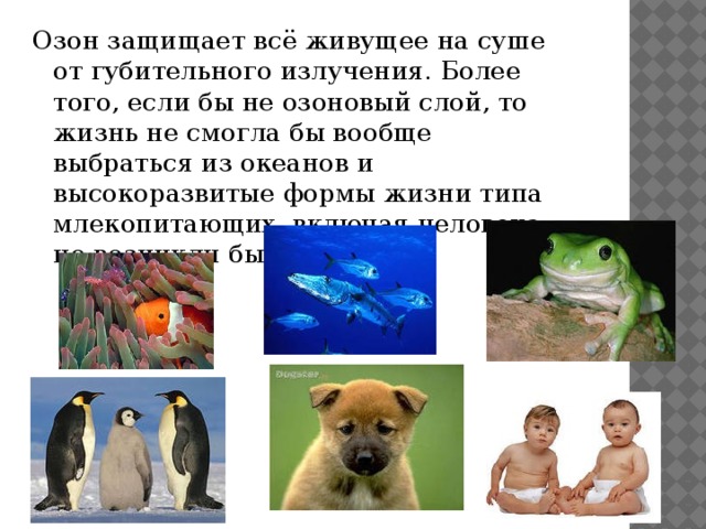Озон защищает всё живущее на суше от губительного излучения. Более того, если бы не озоновый слой, то жизнь не смогла бы вообще выбраться из океанов и высокоразвитые формы жизни типа млекопитающих, включая человека, не возникли бы. 