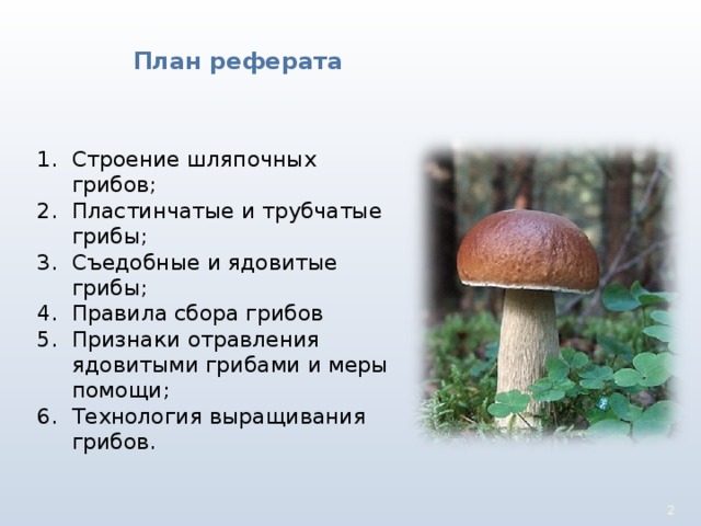 План реферата Строение шляпочных грибов; Пластинчатые и трубчатые грибы; Съедобные и ядовитые грибы; Правила сбора грибов Признаки отравления ядовитыми грибами и меры помощи; Технология выращивания грибов.  