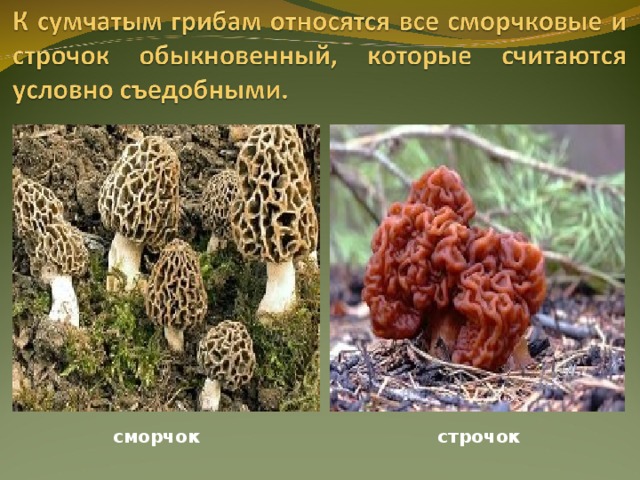 сморчок строчок 