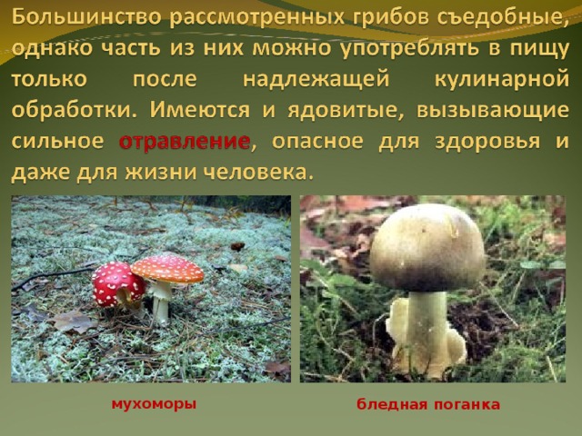 мухоморы бледная поганка 