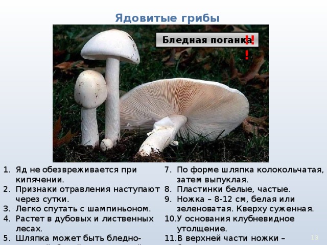 Ядовитые грибы !!! Бледная поганка Яд не обезвреживается при кипячении. Признаки отравления наступают через сутки. Легко спутать с шампиньоном. Растет в дубовых и лиственных лесах. Шляпка может быть бледно-зеленой, белой, желтоватой, оливково-зеленой. По форме шляпка колокольчатая, затем выпуклая. Пластинки белые, частые. Ножка – 8-12 см, белая или зеленоватая. Кверху суженная. У основания клубневидное утолщение. В верхней части ножки – бахромчатое кольцо. 3 