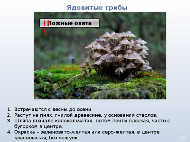 Ядовитые грибы !!! Ложные опята Встречаются с весны до осени. Растут на пнях, гнилой древесине, у основания стволов. Шляпа вначале колокольчатая, потом почти плоская, часто с бугорком в центре. Окраска – зеленовато-желтая или серо-желтая, в центре красноватая, без чешуек.  14 15 