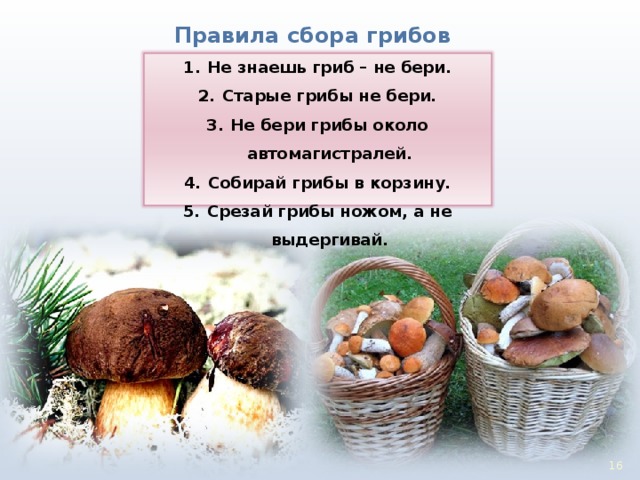 Правила сбора грибов Не знаешь гриб – не бери. Старые грибы не бери. Не бери грибы около автомагистралей. Собирай грибы в корзину. Срезай грибы ножом, а не выдергивай. 15 16 