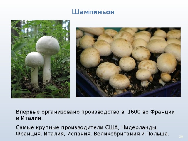 Шампиньон Впервые организовано производство в 1600 во Франции и Италии. Самые крупные производители США, Нидерланды, Франция, Италия, Испания, Великобритания и Польша. 17 17 