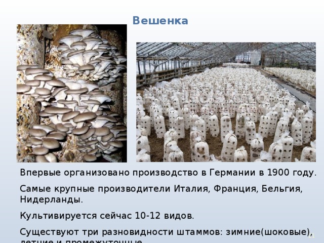 Вешенка Впервые организовано производство в Германии в 1900 году. Самые крупные производители Италия, Франция, Бельгия, Нидерланды. Культивируется сейчас 10-12 видов. Существуют три разновидности штаммов: зимние(шоковые), летние и промежуточные. 17 17 