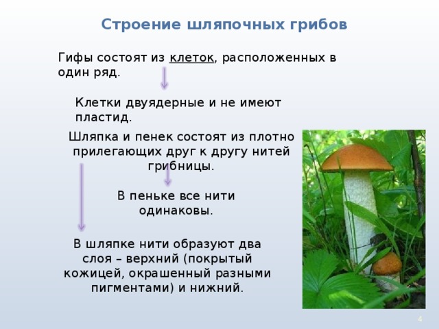 Строение шляпочных грибов Гифы состоят из клеток , расположенных в один ряд. Клетки двуядерные и не имеют пластид. Шляпка и пенек состоят из плотно прилегающих друг к другу нитей грибницы. В пеньке все нити одинаковы. В шляпке нити образуют два слоя – верхний (покрытый кожицей, окрашенный разными пигментами) и нижний. 3 