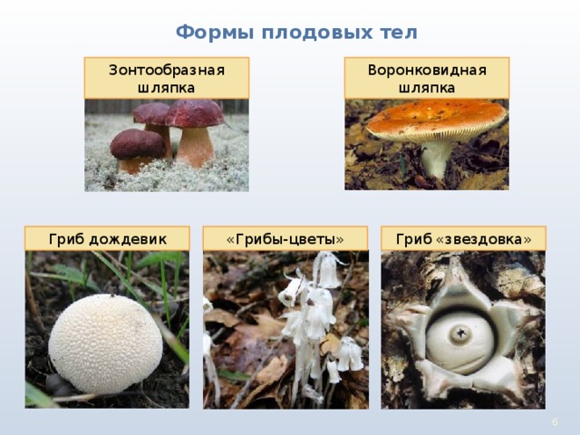 Формы плодовых тел Воронковидная шляпка Зонтообразная шляпка Гриб дождевик «Грибы-цветы» Гриб «звездовка» 3 