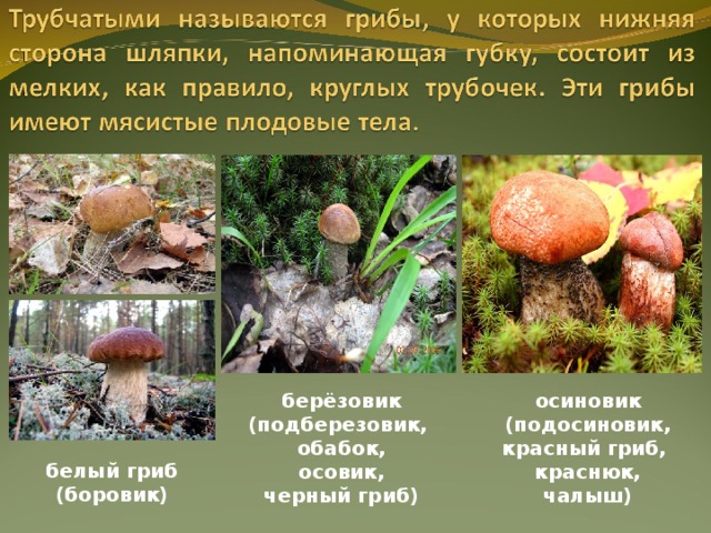 берёзовик (подберезовик, обабок, осовик, черный гриб) осиновик (подосиновик, красный гриб, краснюк, чалыш) белый гриб (боровик) 