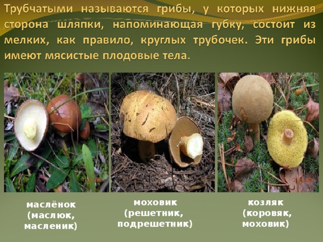 козляк (коровяк, моховик) моховик (решетник, подрешетник) маслёнок (маслюк, масленик) 
