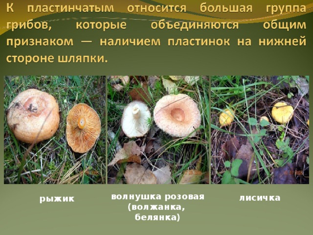 волнушка розовая (волжанка, белянка) лисичка рыжик 
