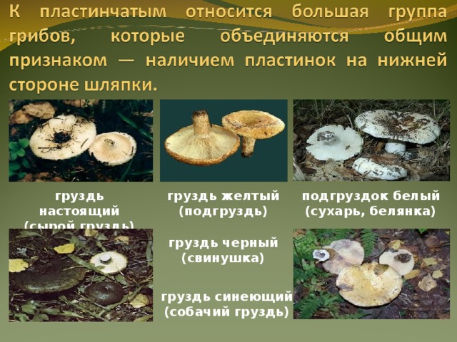 груздь настоящий (сырой груздь) груздь желтый (подгруздь) подгруздок белый (сухарь, белянка) груздь черный (свинушка) груздь синеющий (собачий груздь) 