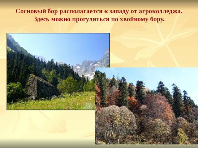 Сосновый бор располагается к западу от агроколледжа. Здесь можно прогуляться по хвойному бору.   