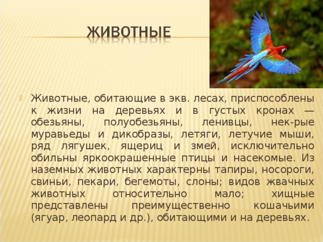 Животные, обитающие в экв. лесах, приспособлены к жизни на деревьях и в густых кронах — обезьяны, полуобезьяны, ленивцы, нек-рые муравьеды и дикобразы, летяги, летучие мыши, ряд лягушек, ящериц и змей, исключительно обильны яркоокрашенные птицы и насекомые. Из наземных животных характерны тапиры, носороги, свиньи, пекари, бегемоты, слоны; видов жвачных животных относительно мало; хищные представлены преимущественно кошачьими (ягуар, леопард и др.), обитающими и на деревьях. 