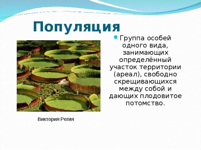 Популяция Группа особей одного вида, занимающих определённый участок территории (ареал), свободно скрещивающихся между собой и дающих плодовитое потомство. Виктория Регия 