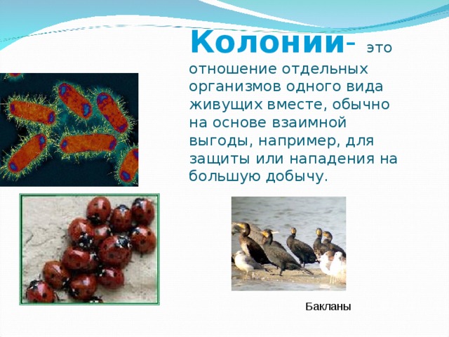 Колонии -  это отношение отдельных организмов одного вида живущих вместе, обычно на основе взаимной выгоды, например, для защиты или нападения на большую добычу. Бакланы 